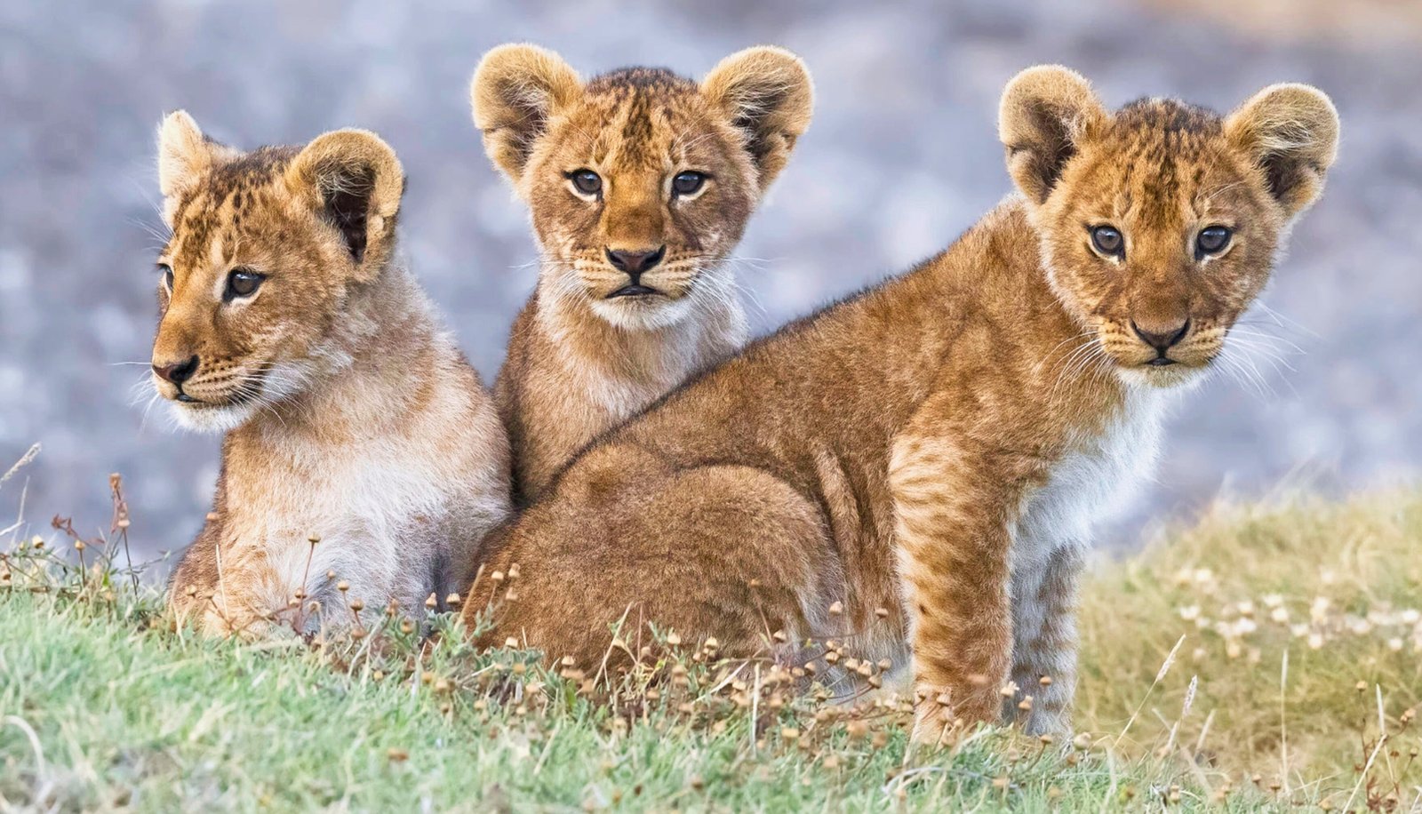 Last-Minute Neujahrs-Safari