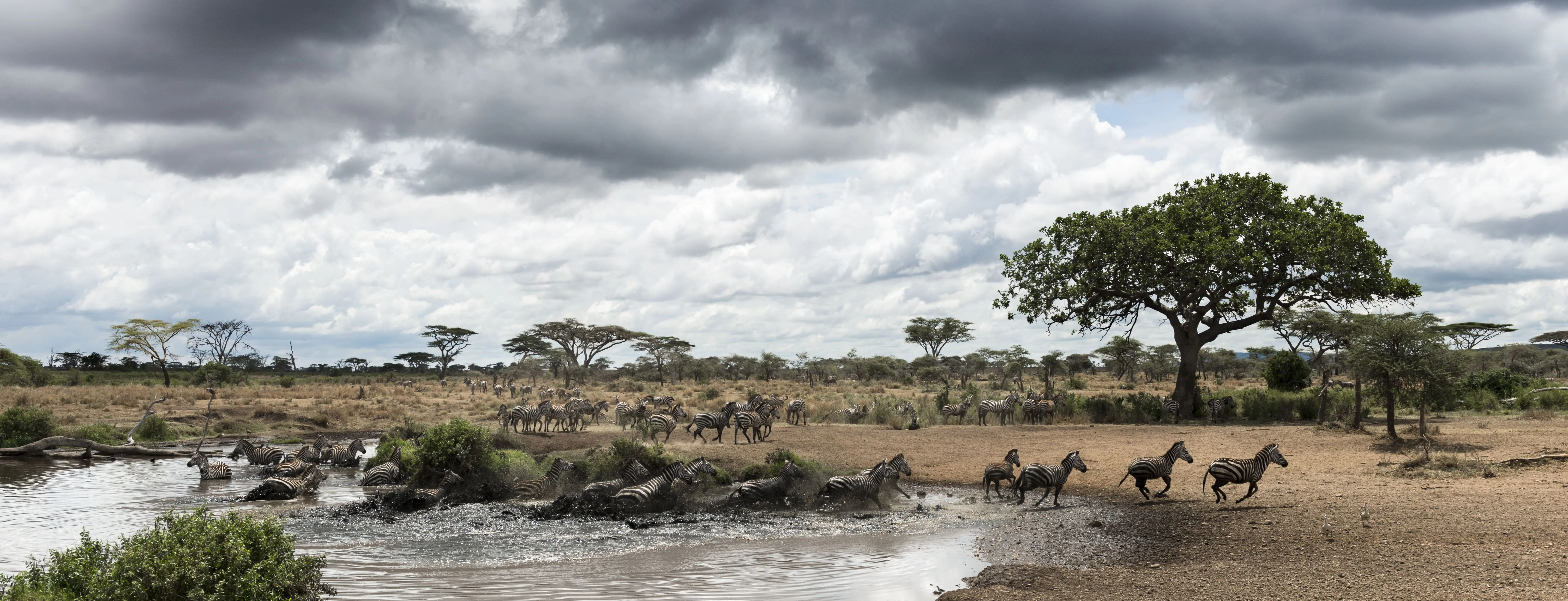 Tiermigration in der Serengeti