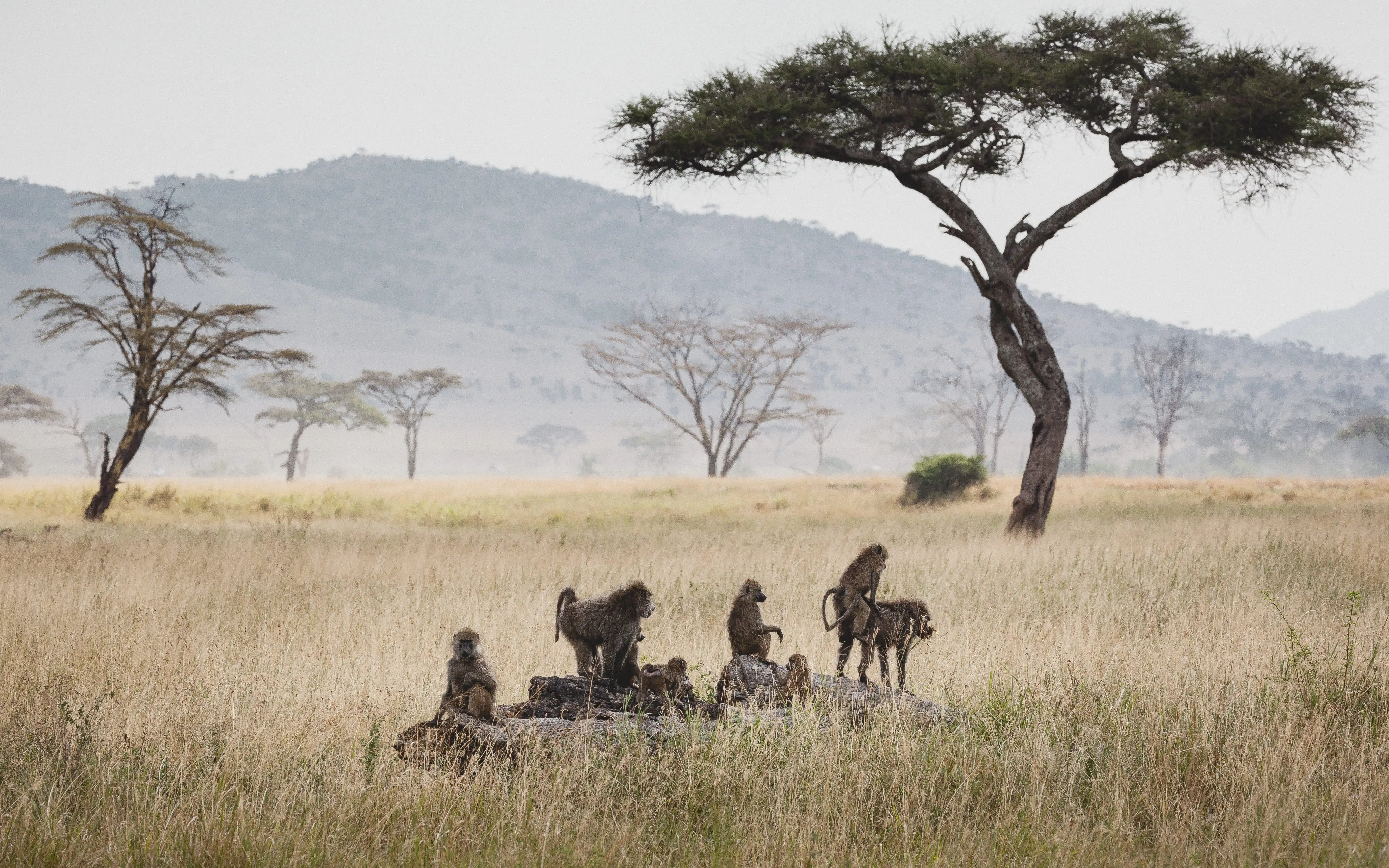Serengeti Nationalpark