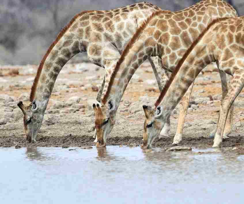 Tarangire Nationalpark
