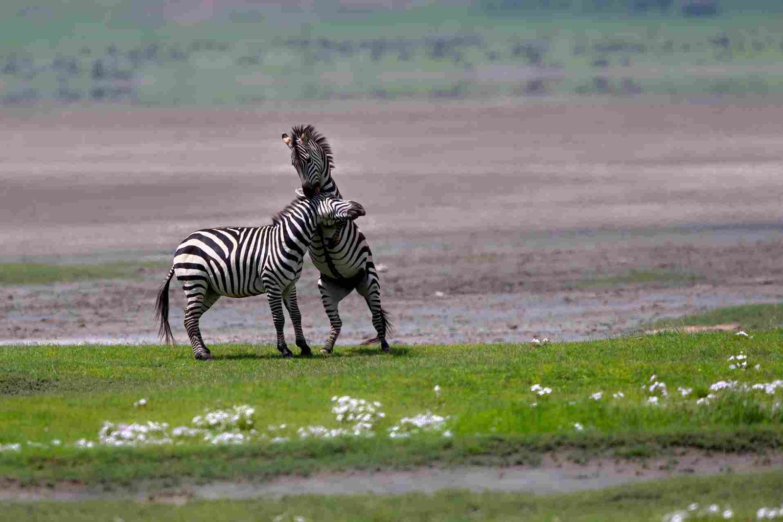 Fototour im Ngorongoro-Krater