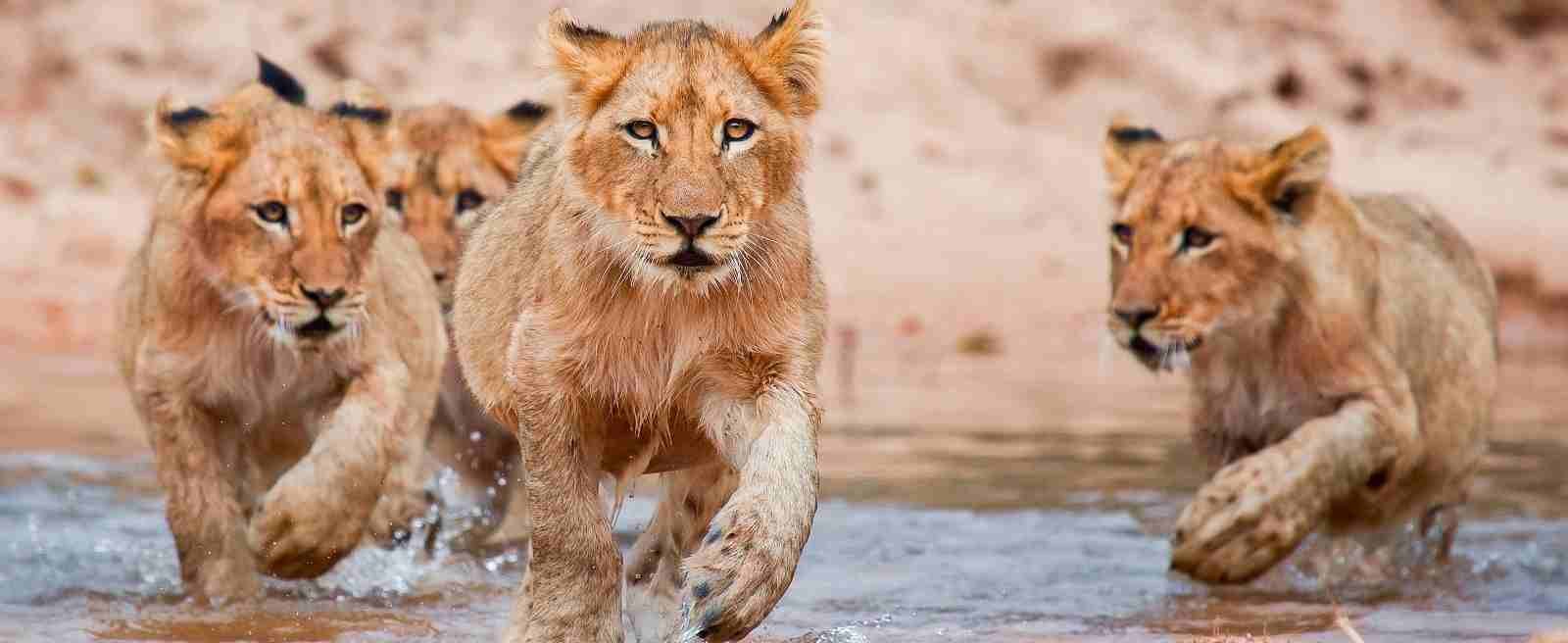 14-Tage Safari & Rundreise – Südafrika