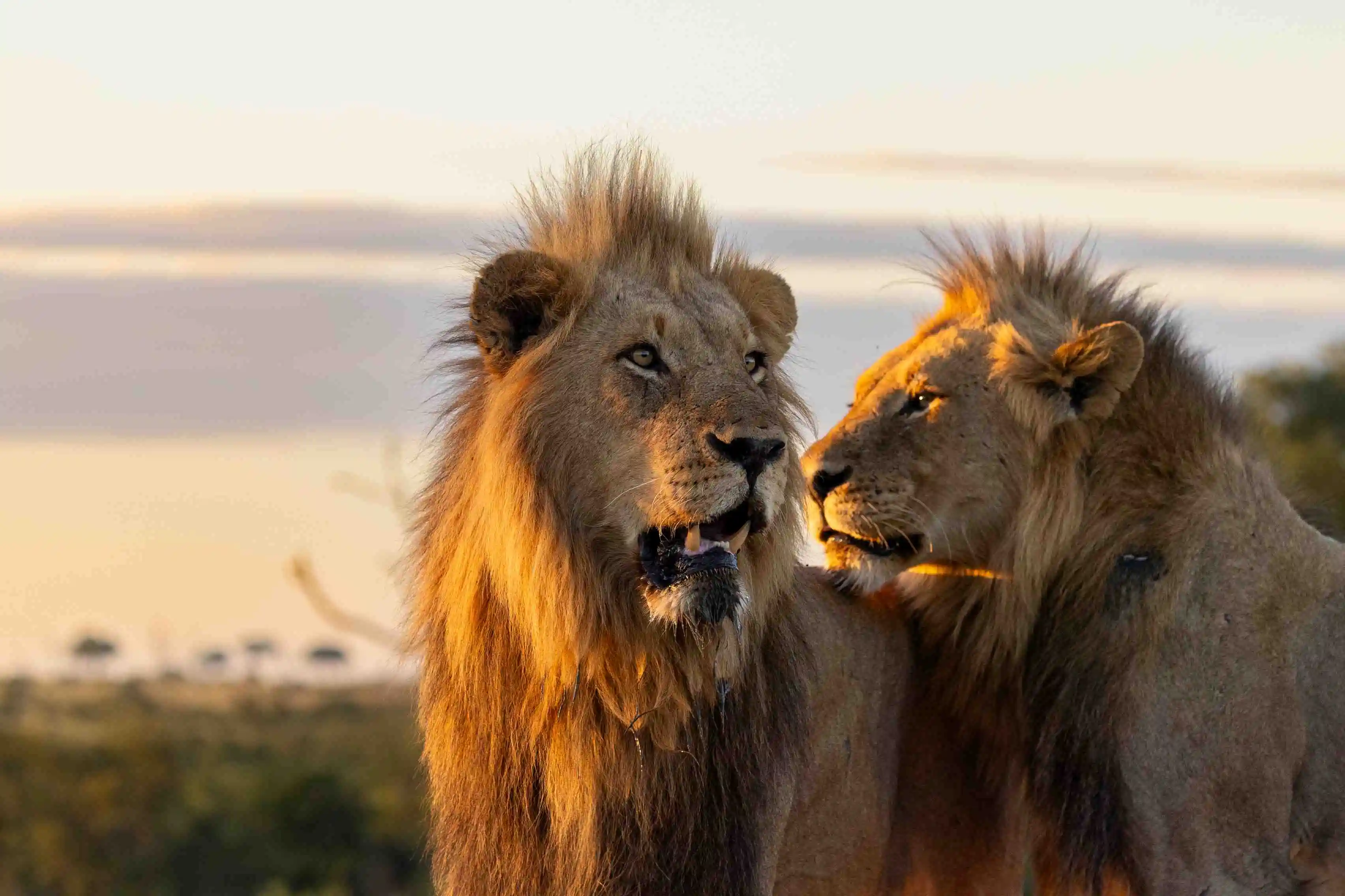 Big Five Afrika Safari 2025