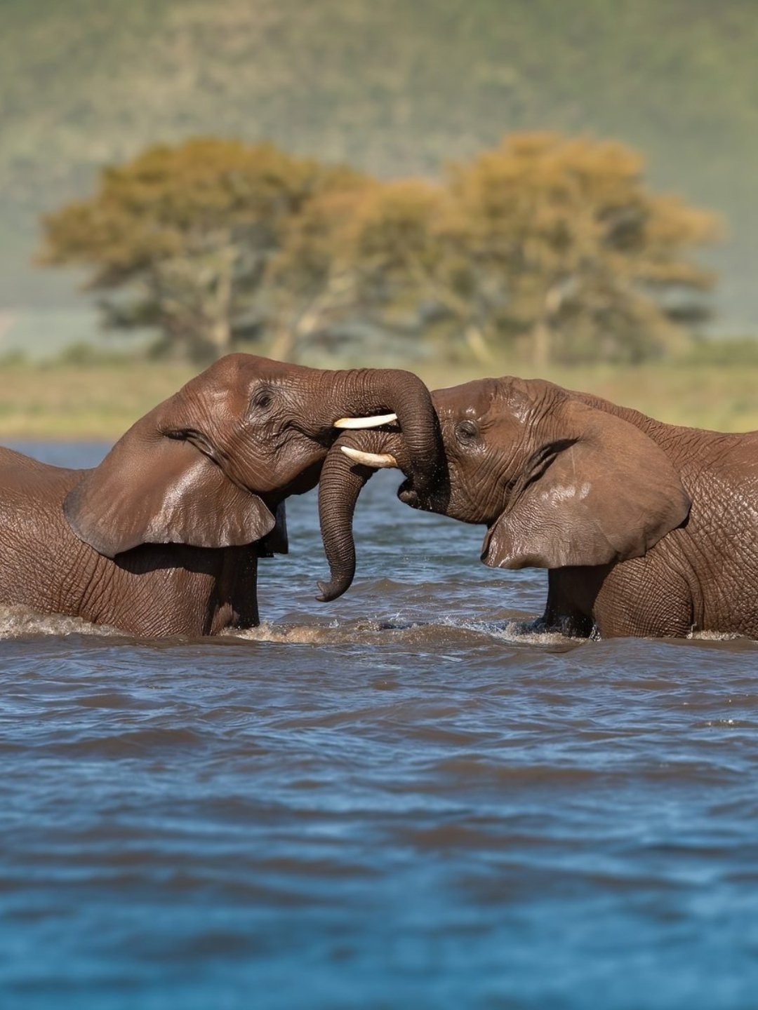 Love on Safari Testimonials - Glückliche Paare teilen ihre Erfahrungen