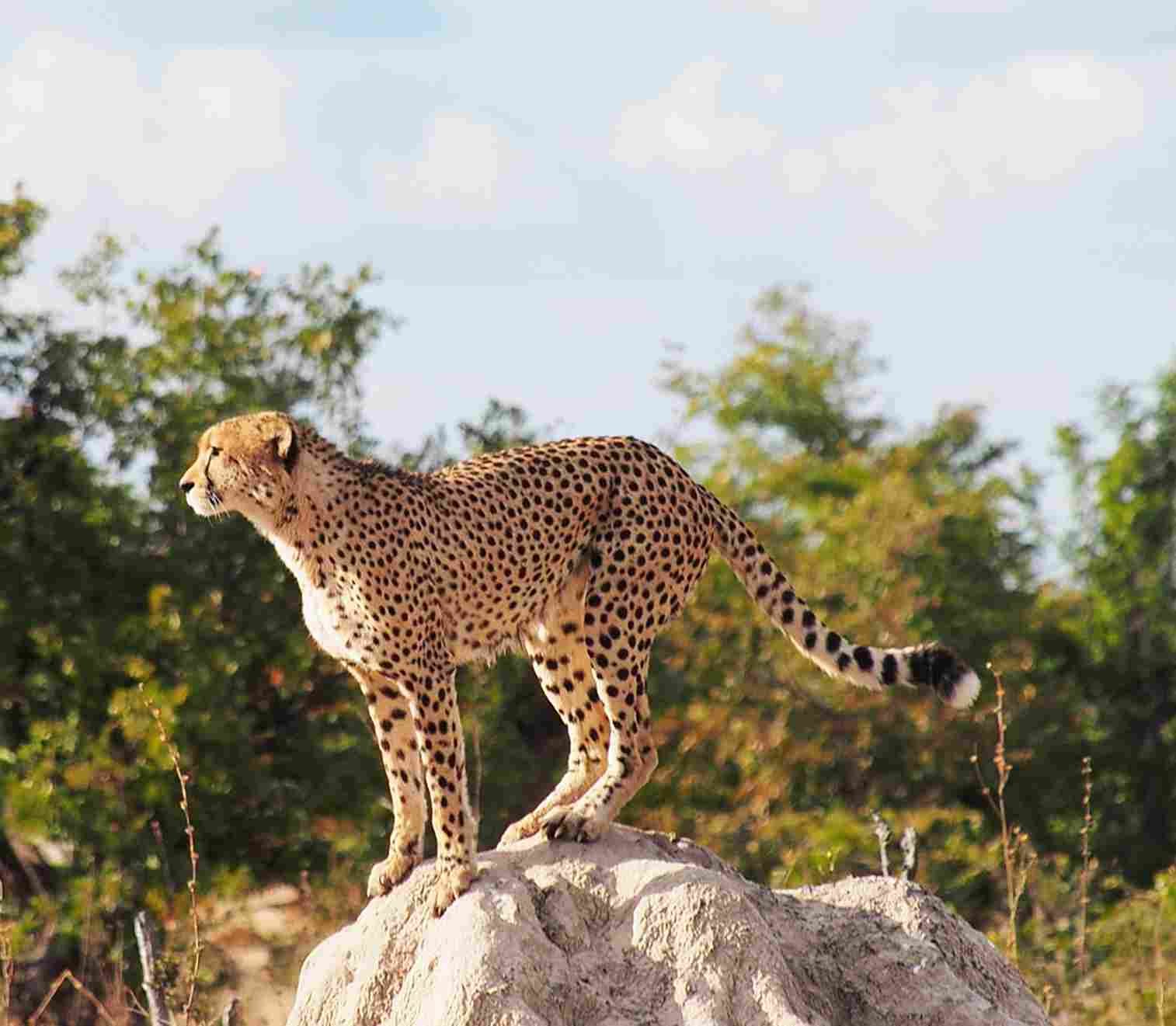 Cheetah’s Rock