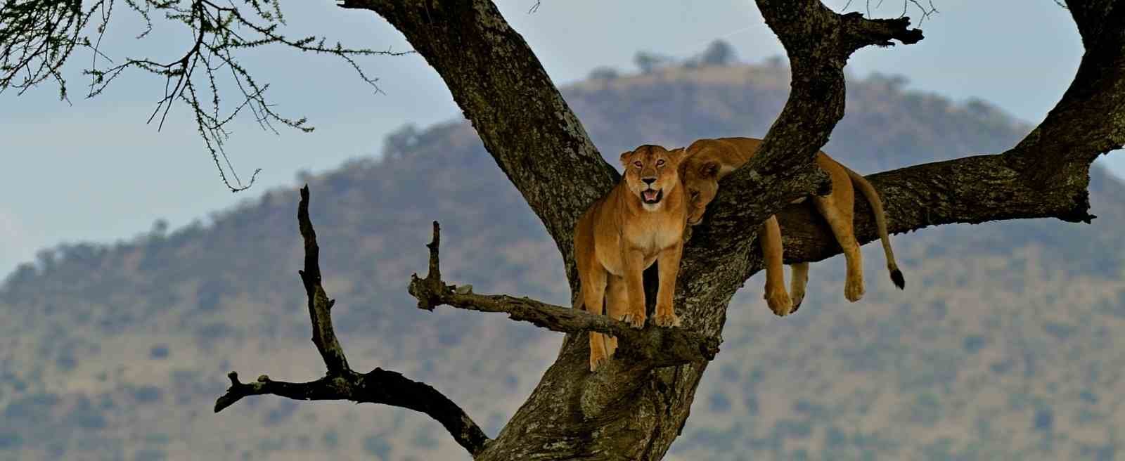 Tanzania Safari Landscape