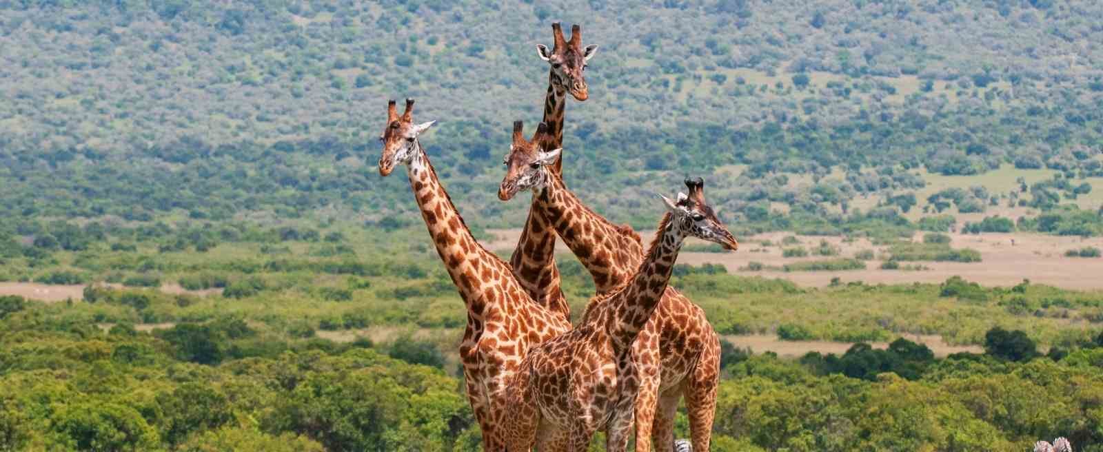 Tanzania Safari Landscape