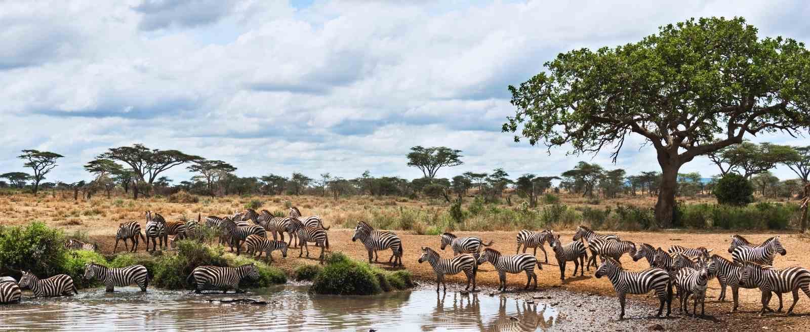 Tanzania Safari Landscape