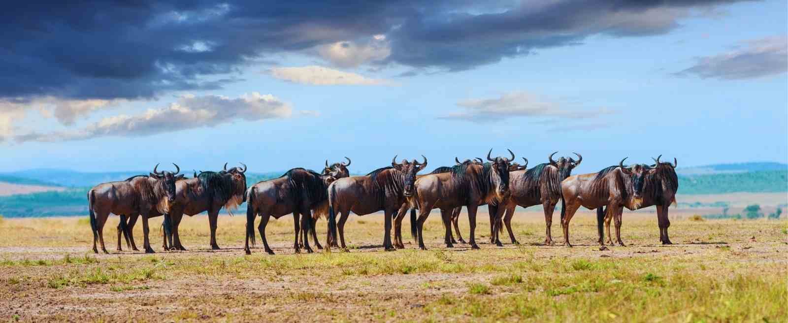 Tanzania Safari Landscape