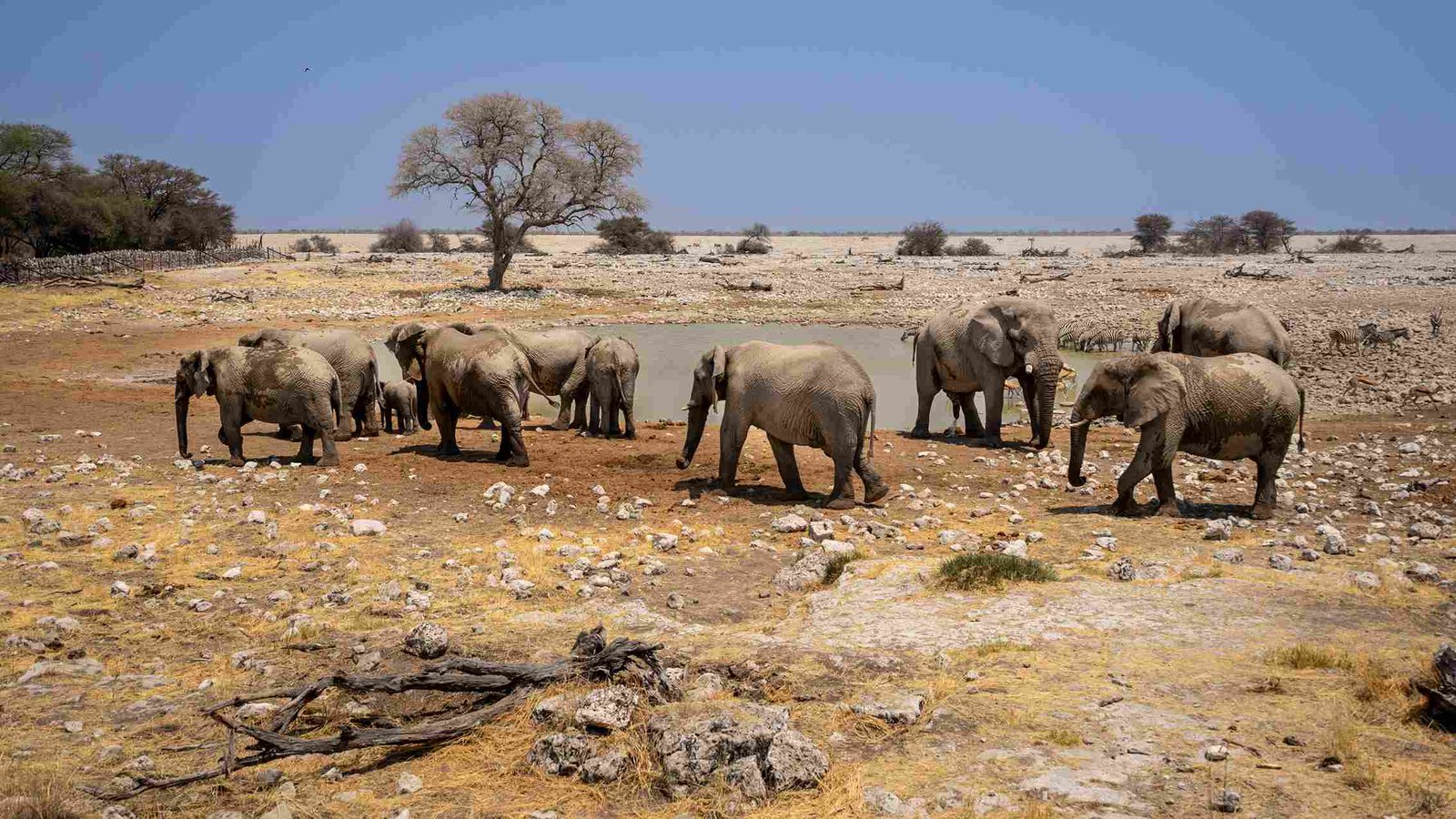 Tarangire Nationalpark - Der Park der Elefanten