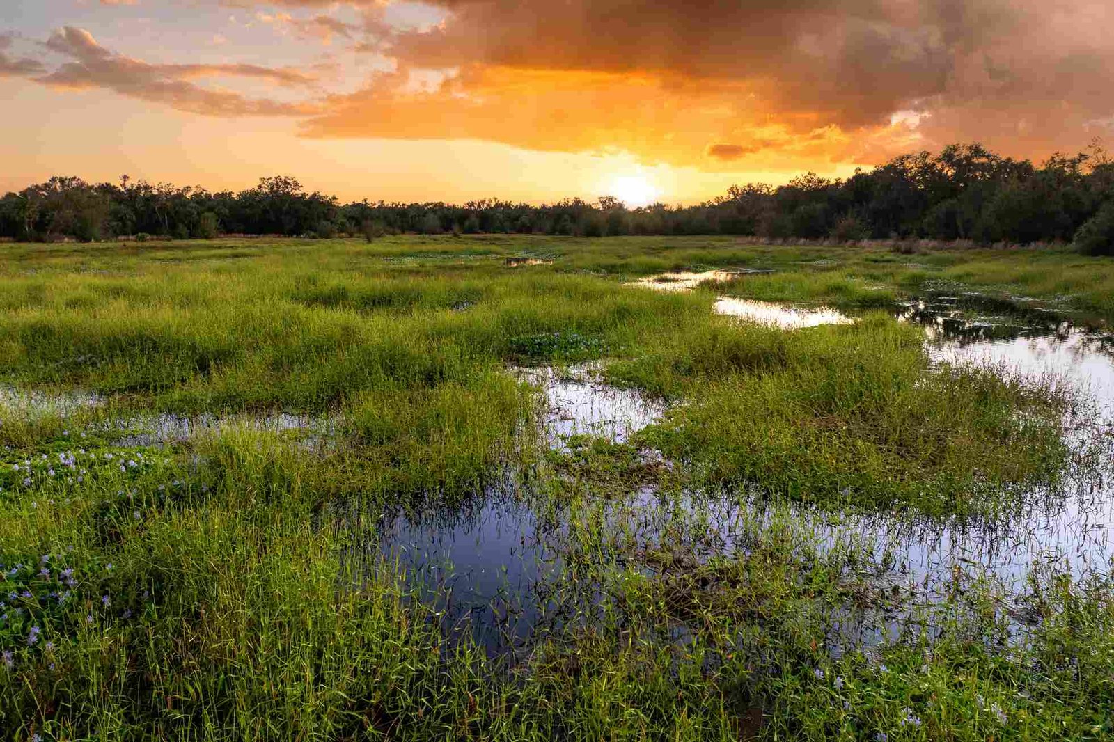 Sümpfe und Marschland im südlichen Tarangire