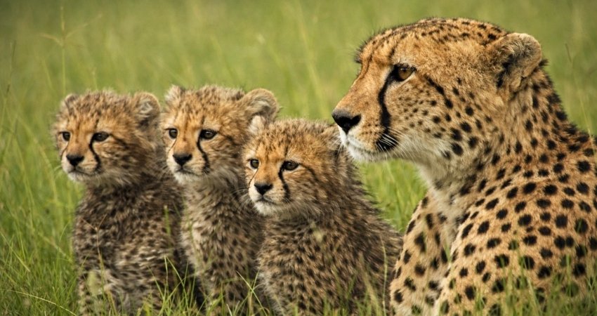 Safari adventure - couple discovering wildlife in natural habitat