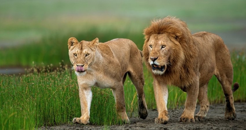 Exciting safari drives - exploring the wilderness together