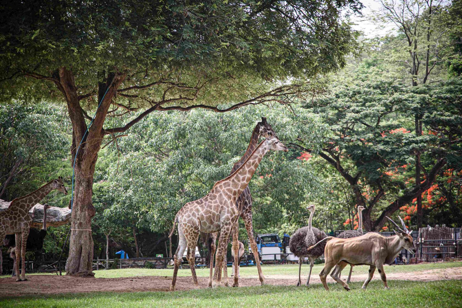 Wildlife in Nairobi Nationalpark