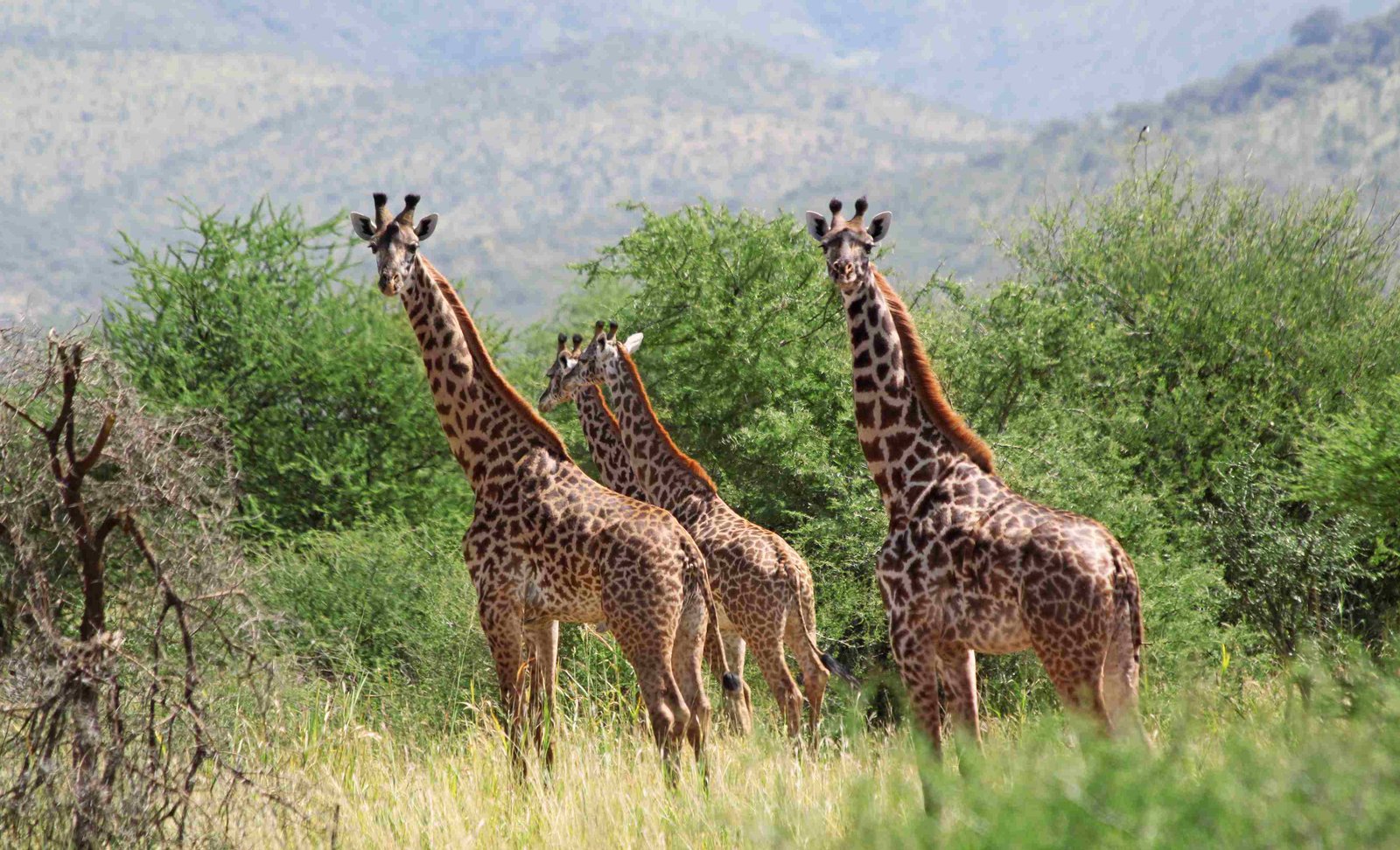 Giraffen in der Savanne