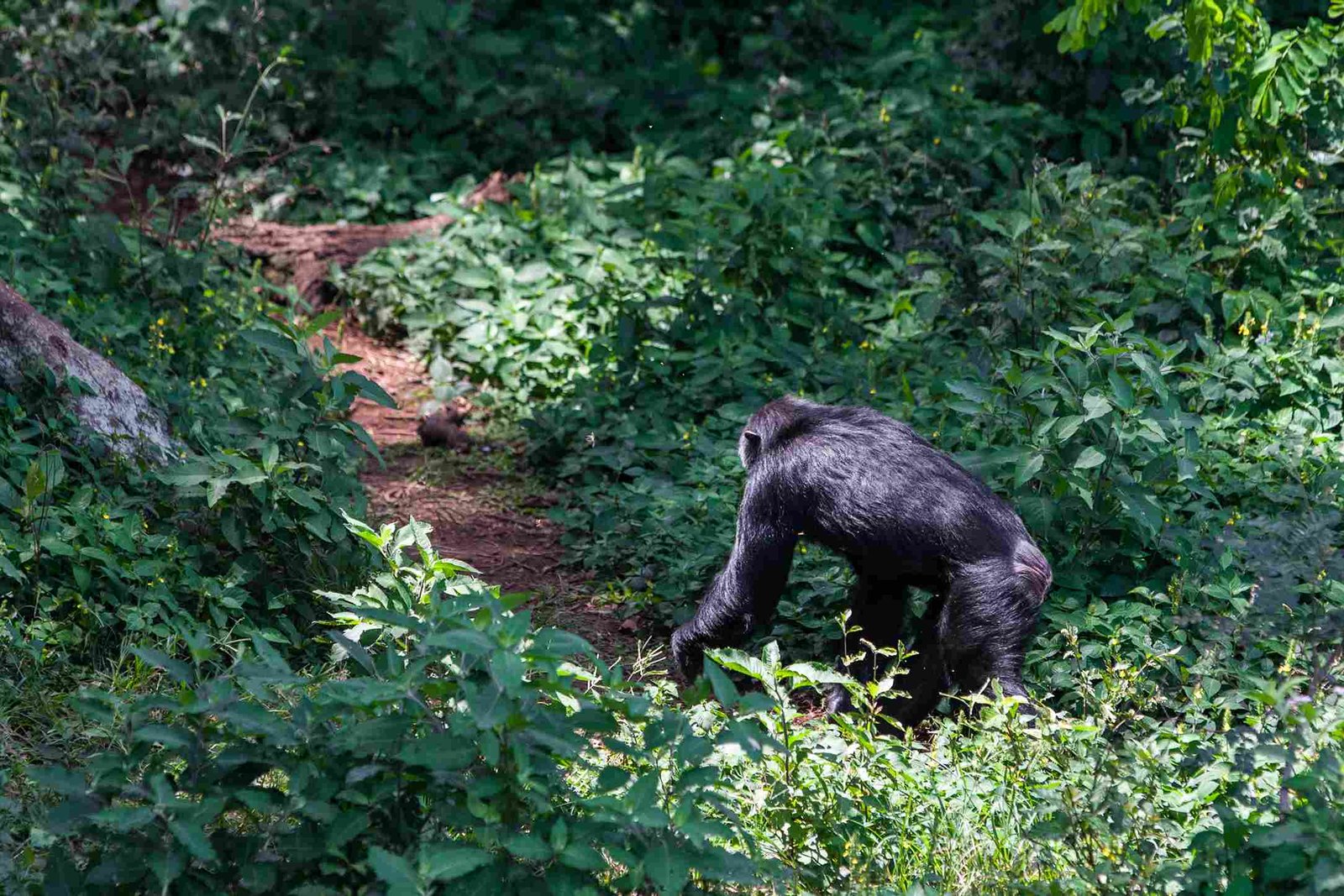 Gorilla Trekking in Uganda