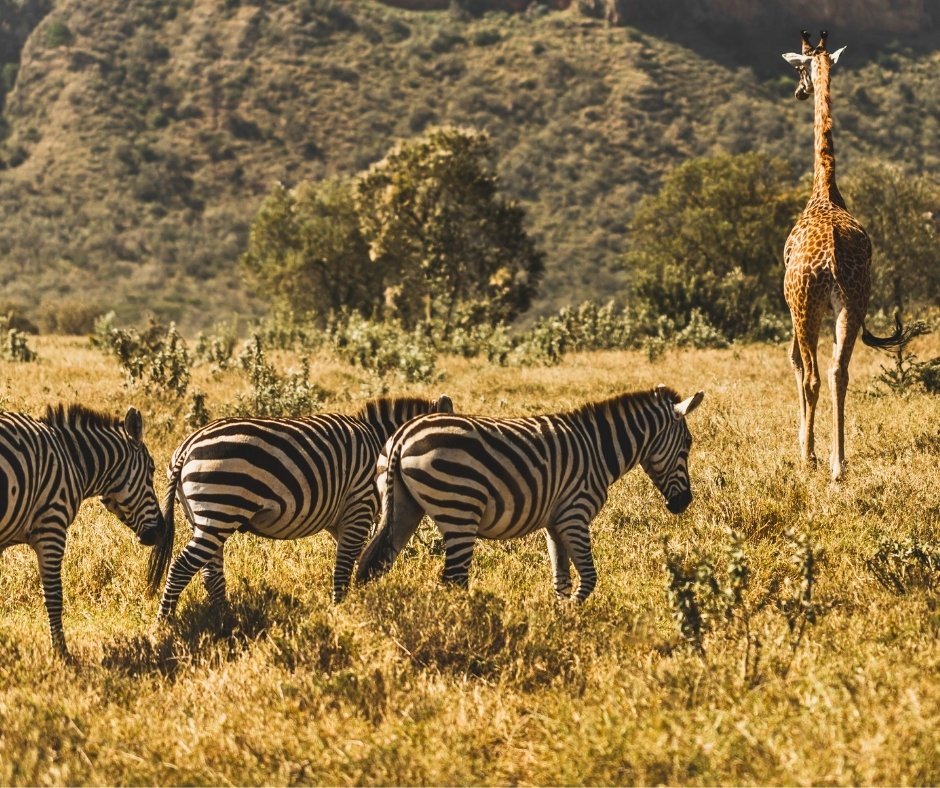Äthiopien eVisa Video