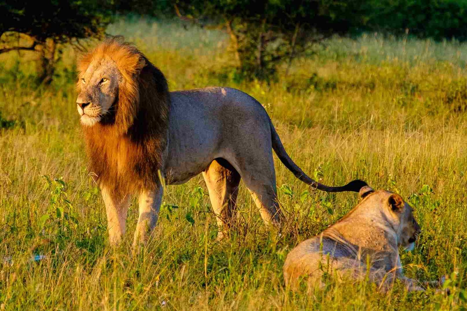 Krüger-Nationalpark