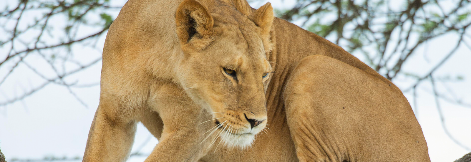 Safar Safari