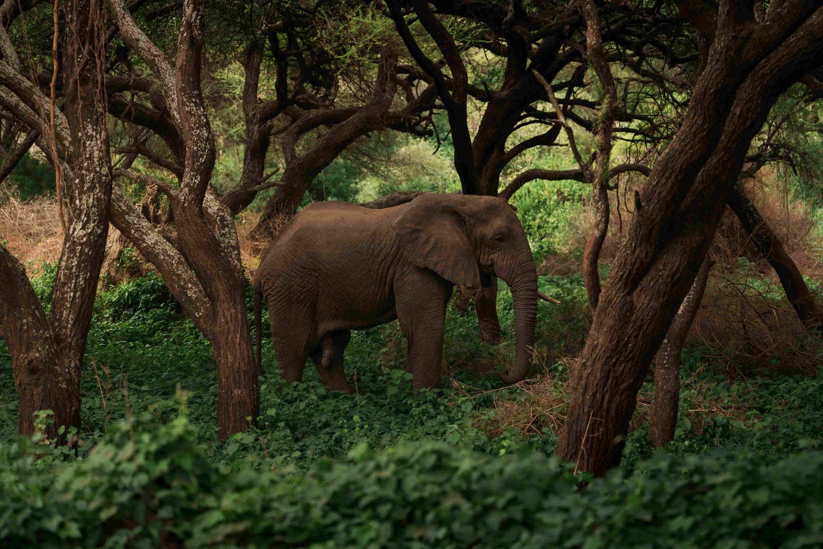 Waldbaden für ein starkes Immunsystem