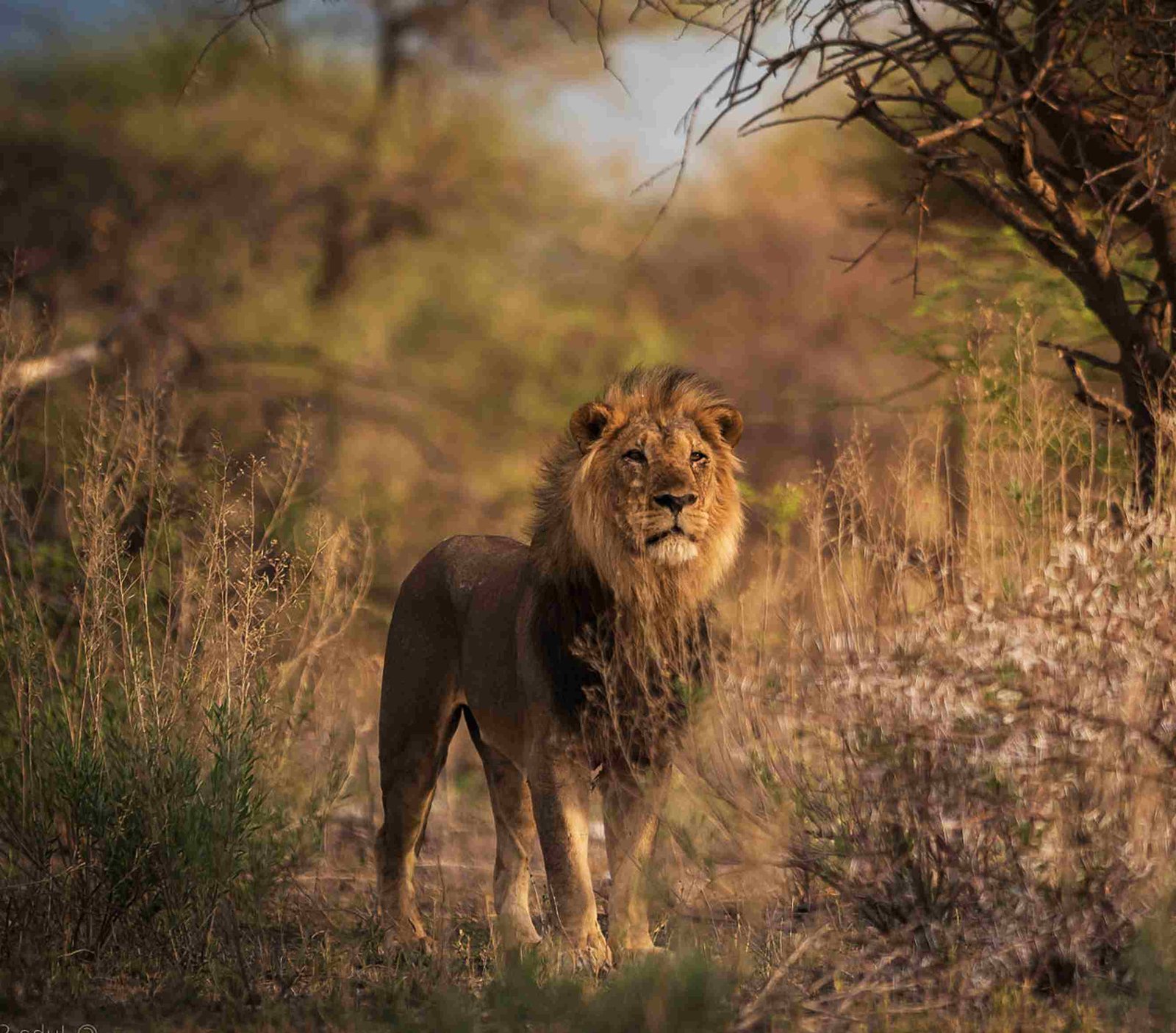 Löwe in der Serengeti