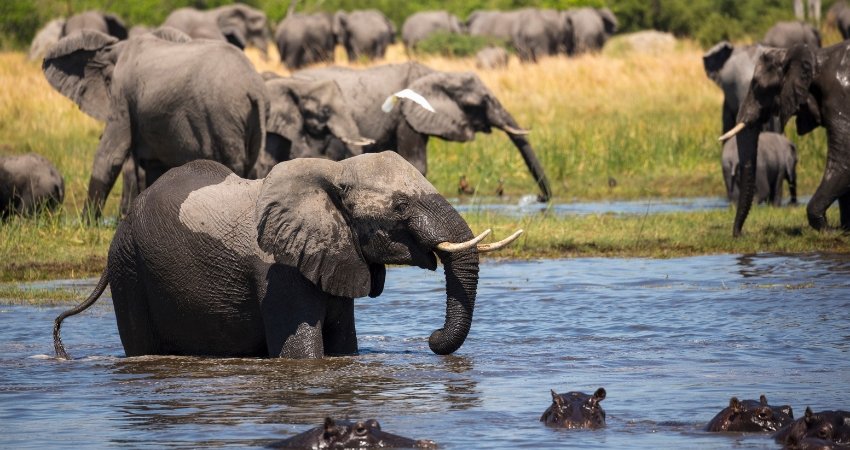 Big Five in Tansania