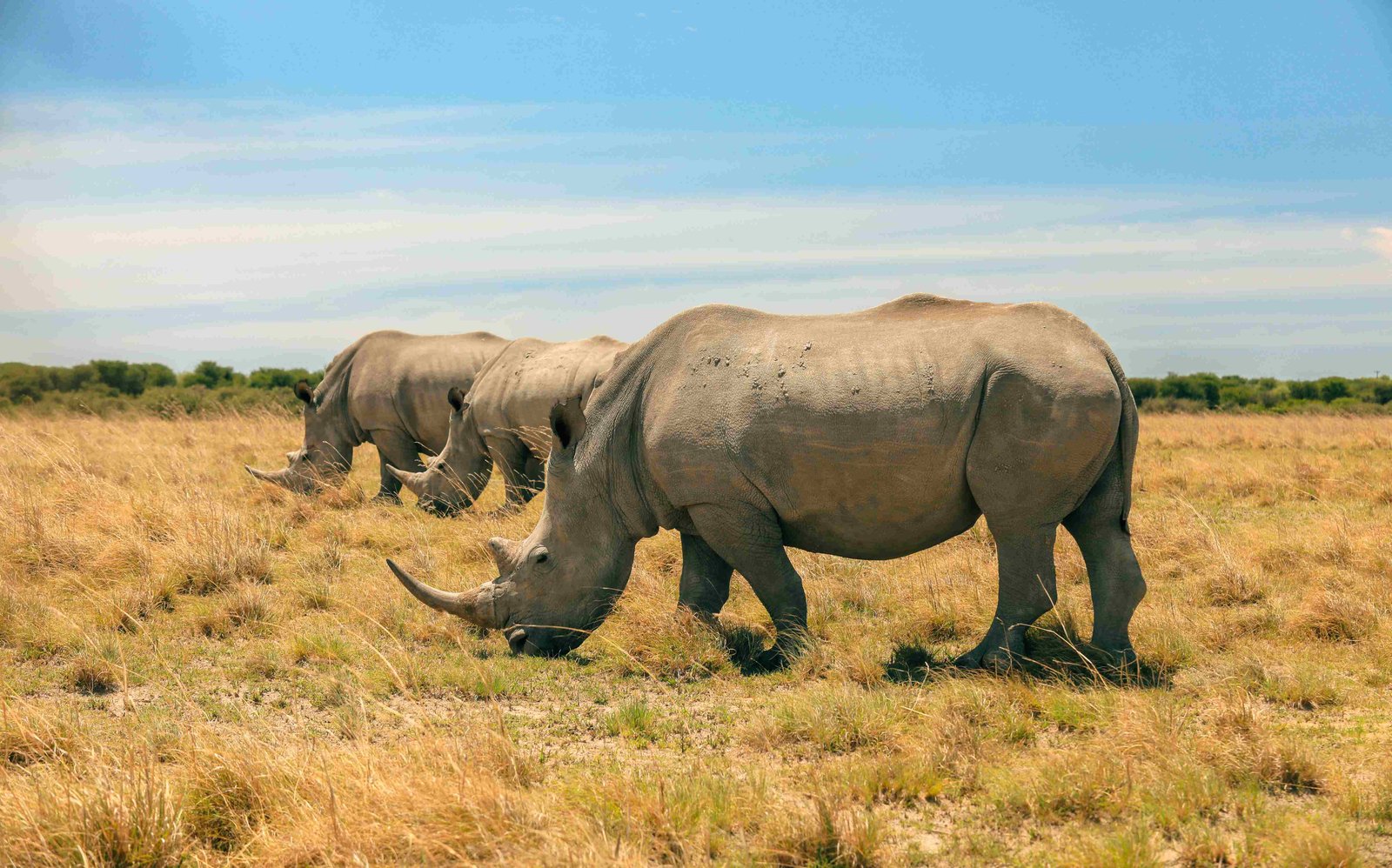 Nashorn in der Savanne