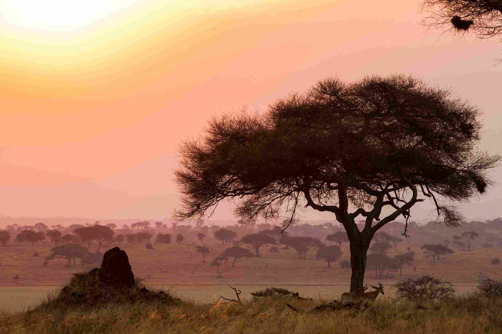 Landschaft in der Serengeti
