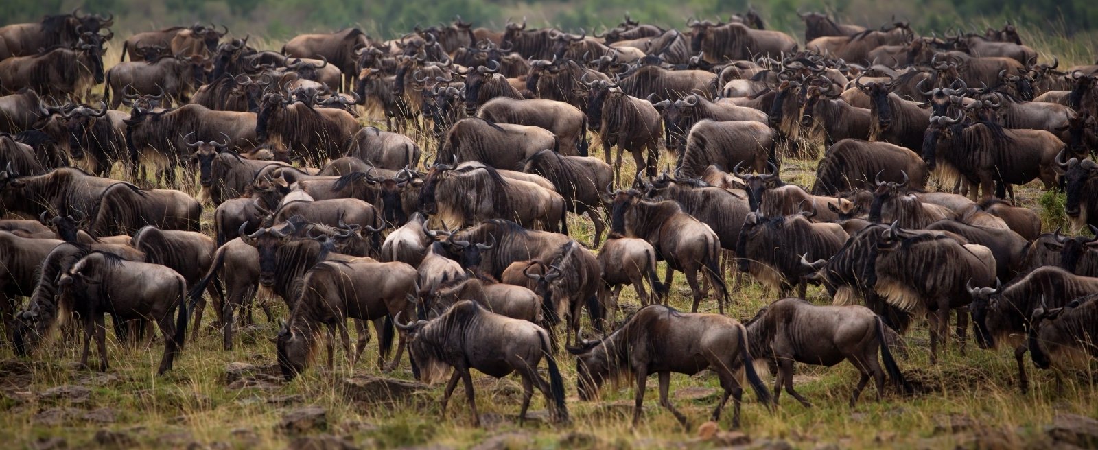 Serengeti Nationalpark Tansania