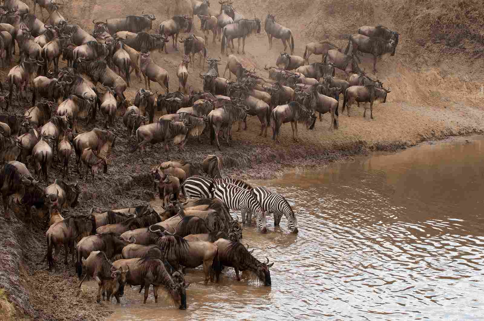Große Migration in der Serengeti