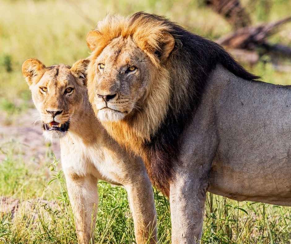 Walbeobachtungen Südafrika