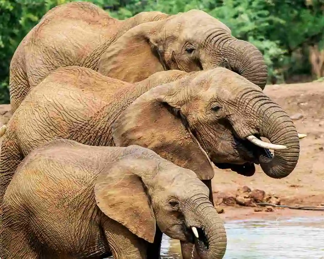 Safari in Südafrika