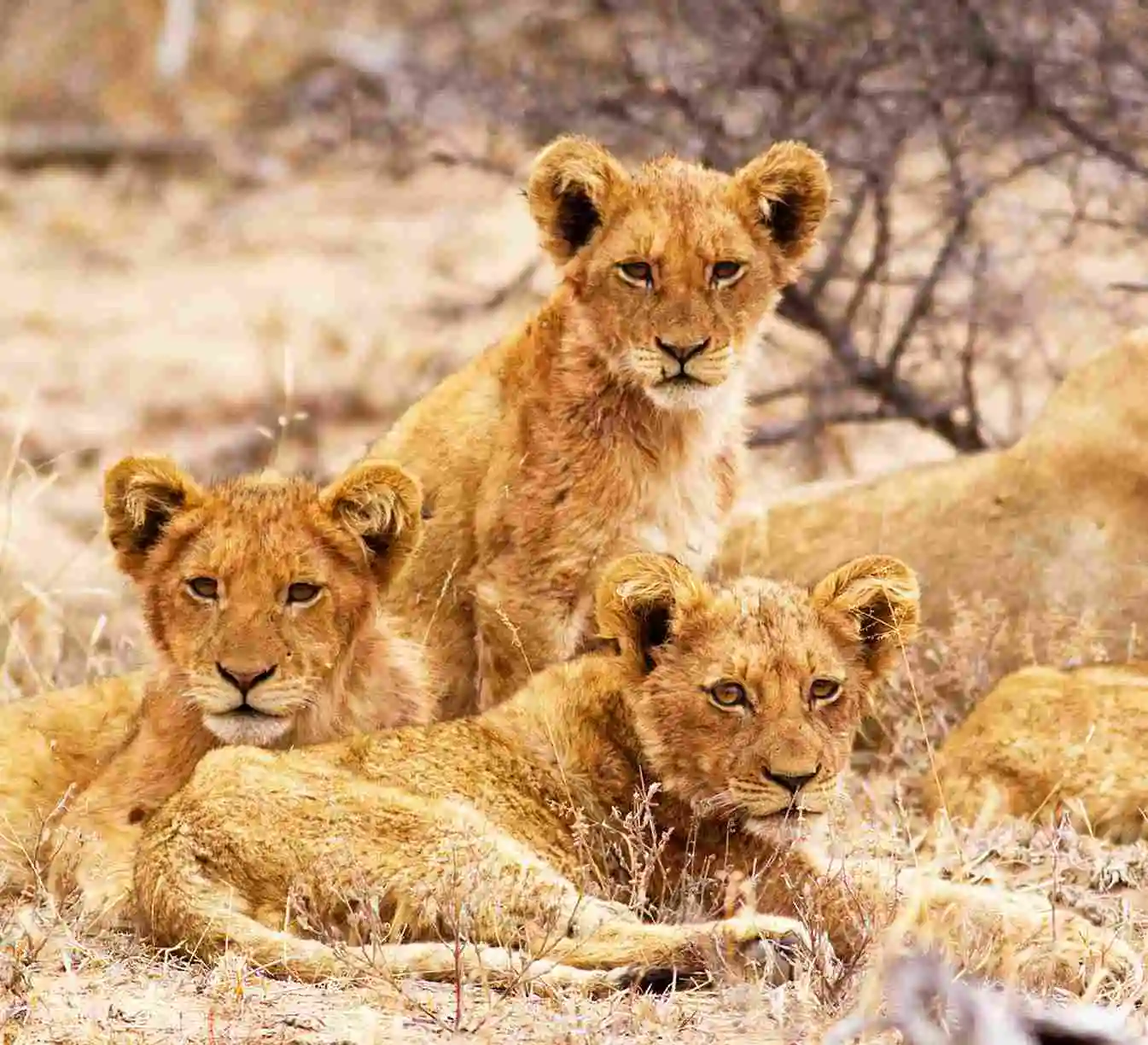 Kapstadt und Garden Route