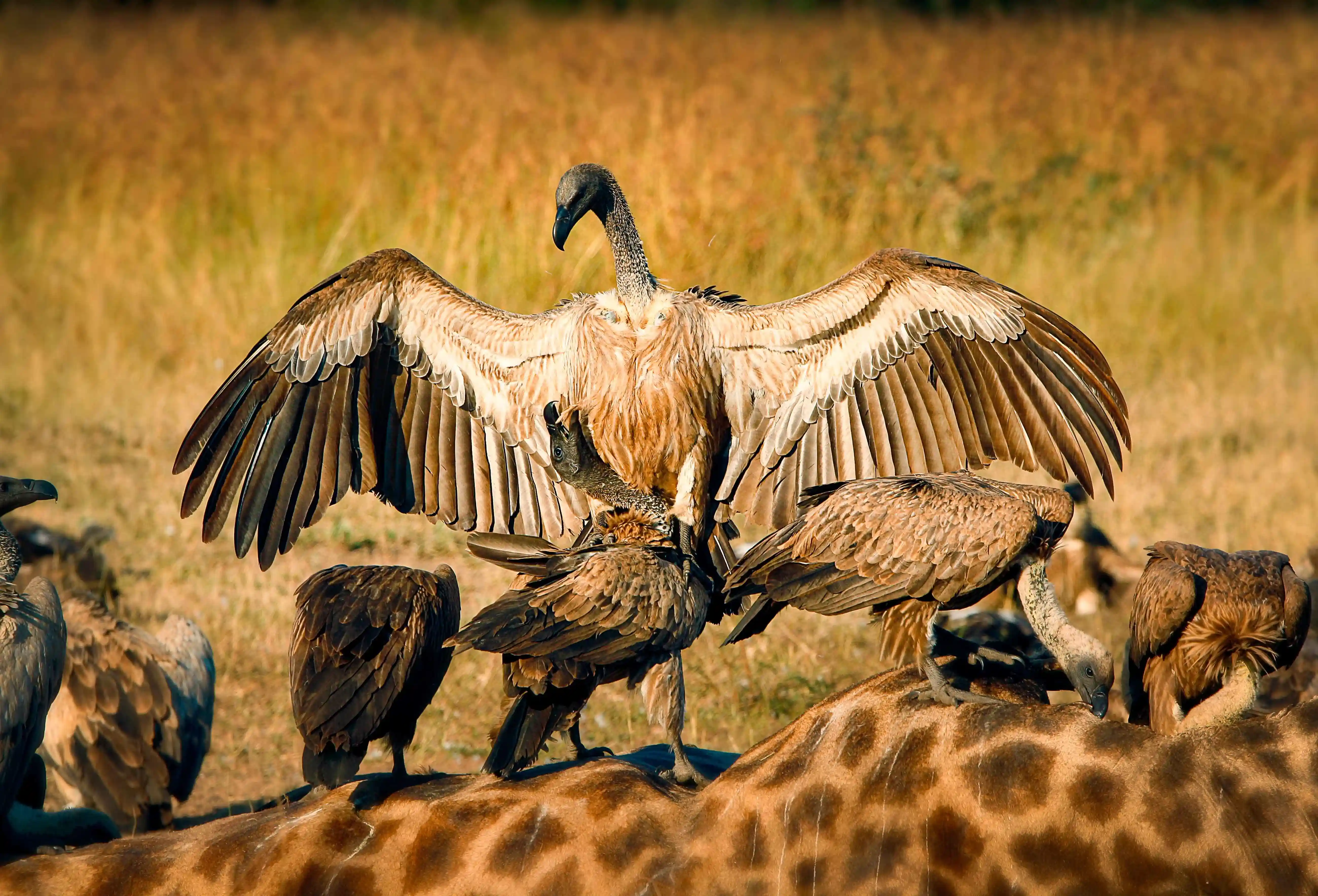 Tansania Tarangire Nationalpark