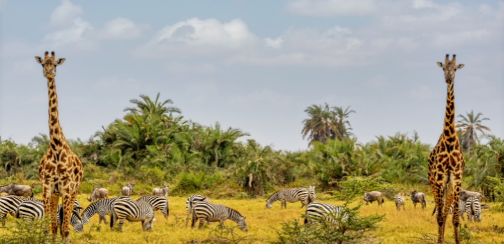Reisen nach Sansibar
