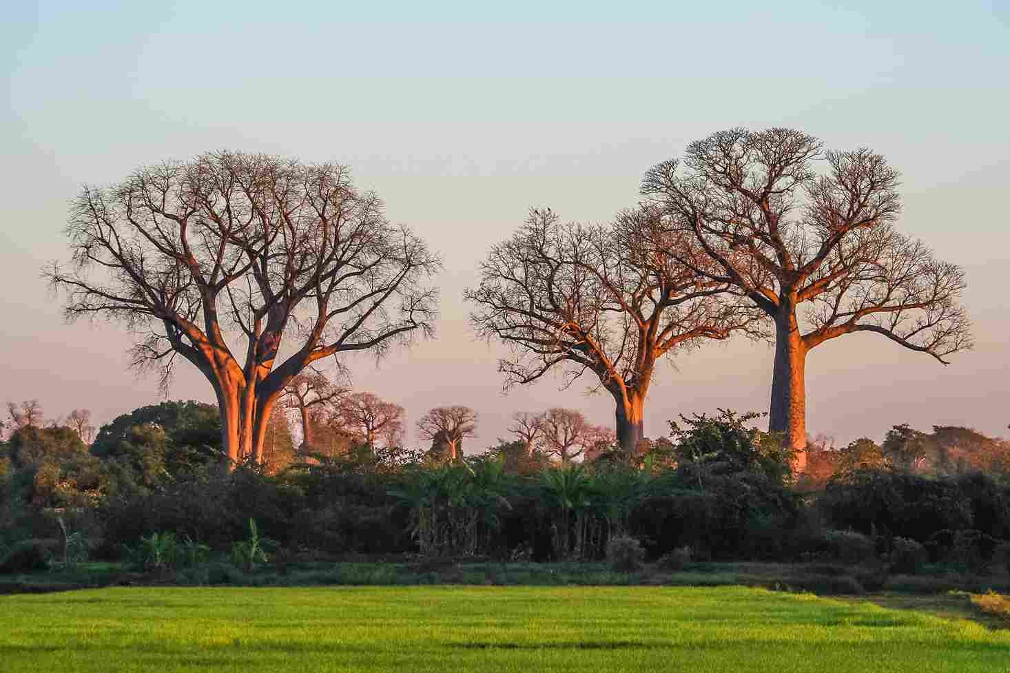 Baobab-Bäume im Tarangire