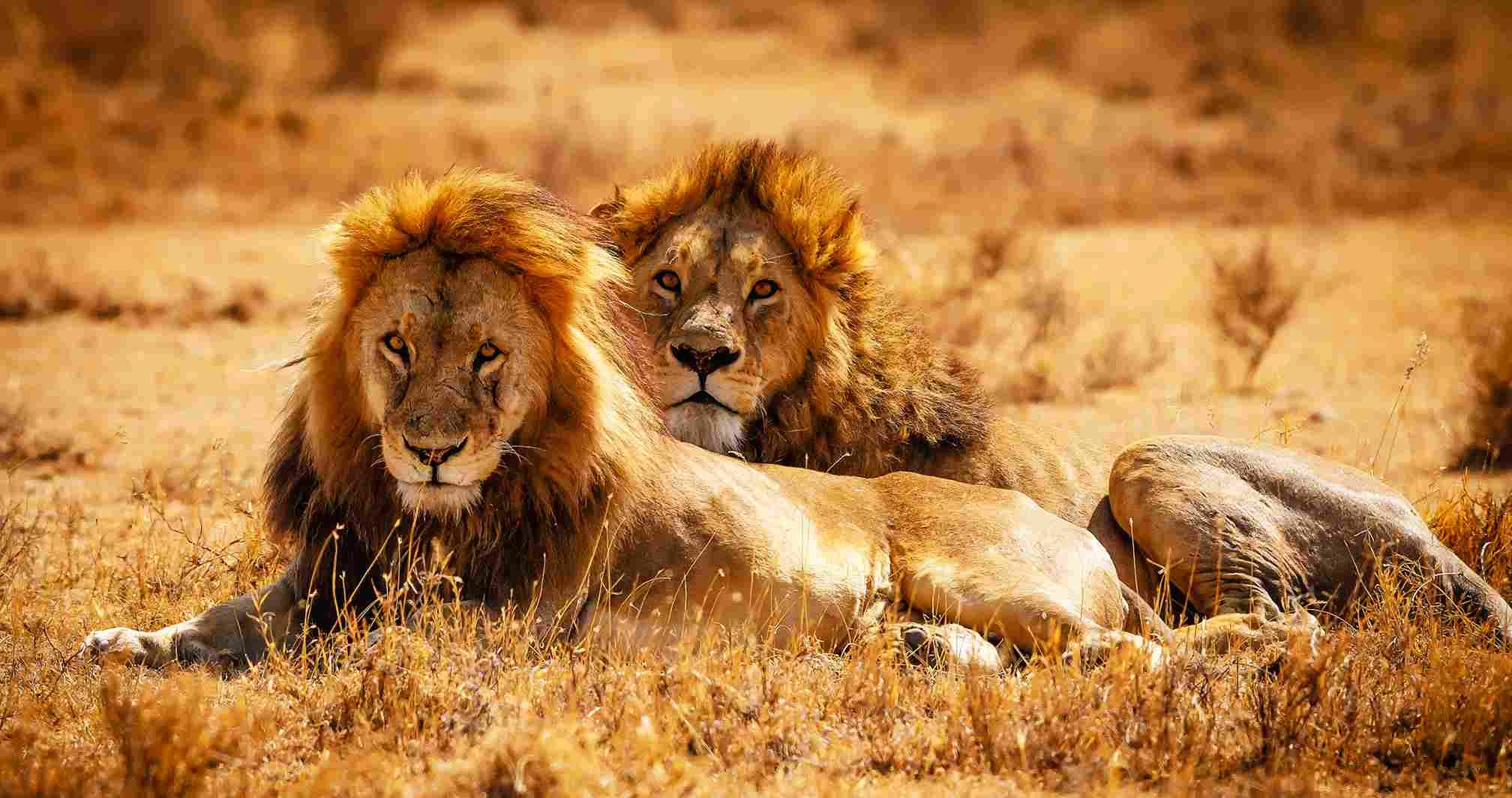 7-Tage Safari Abenteuer – Uganda