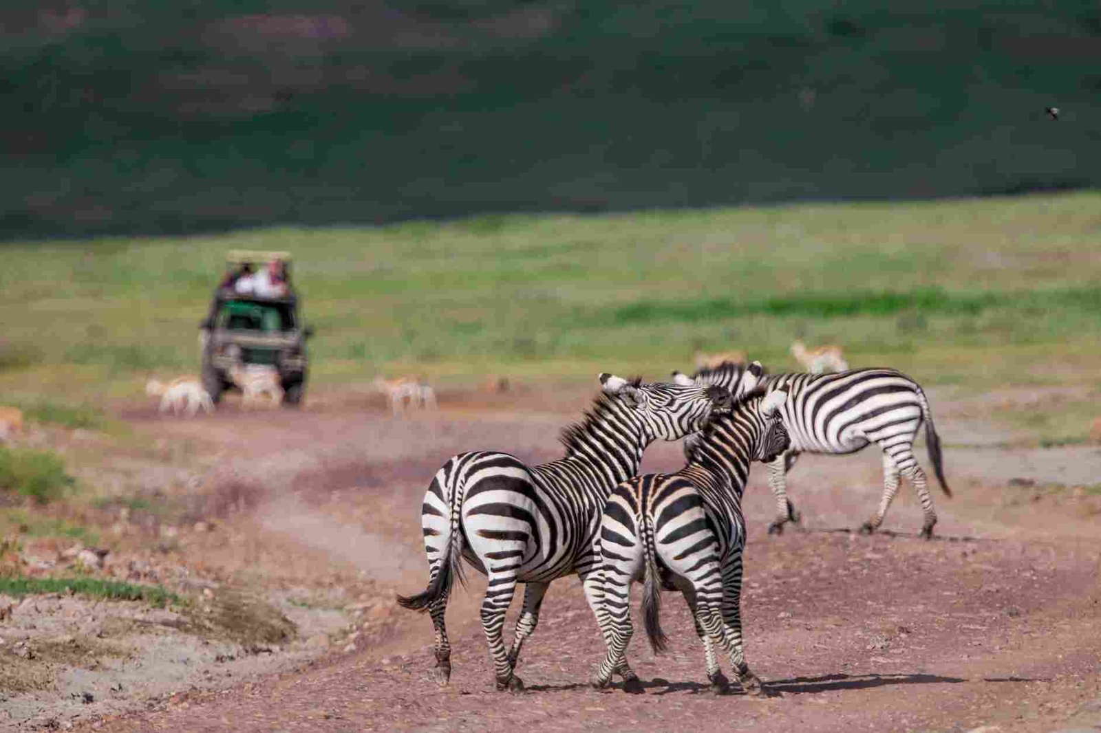 Krüger-Nationalpark Safari